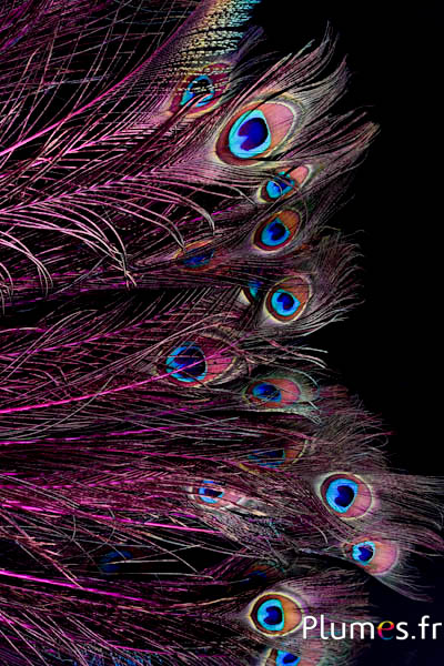 Paon bleu - 60-70  cm - fuchsia